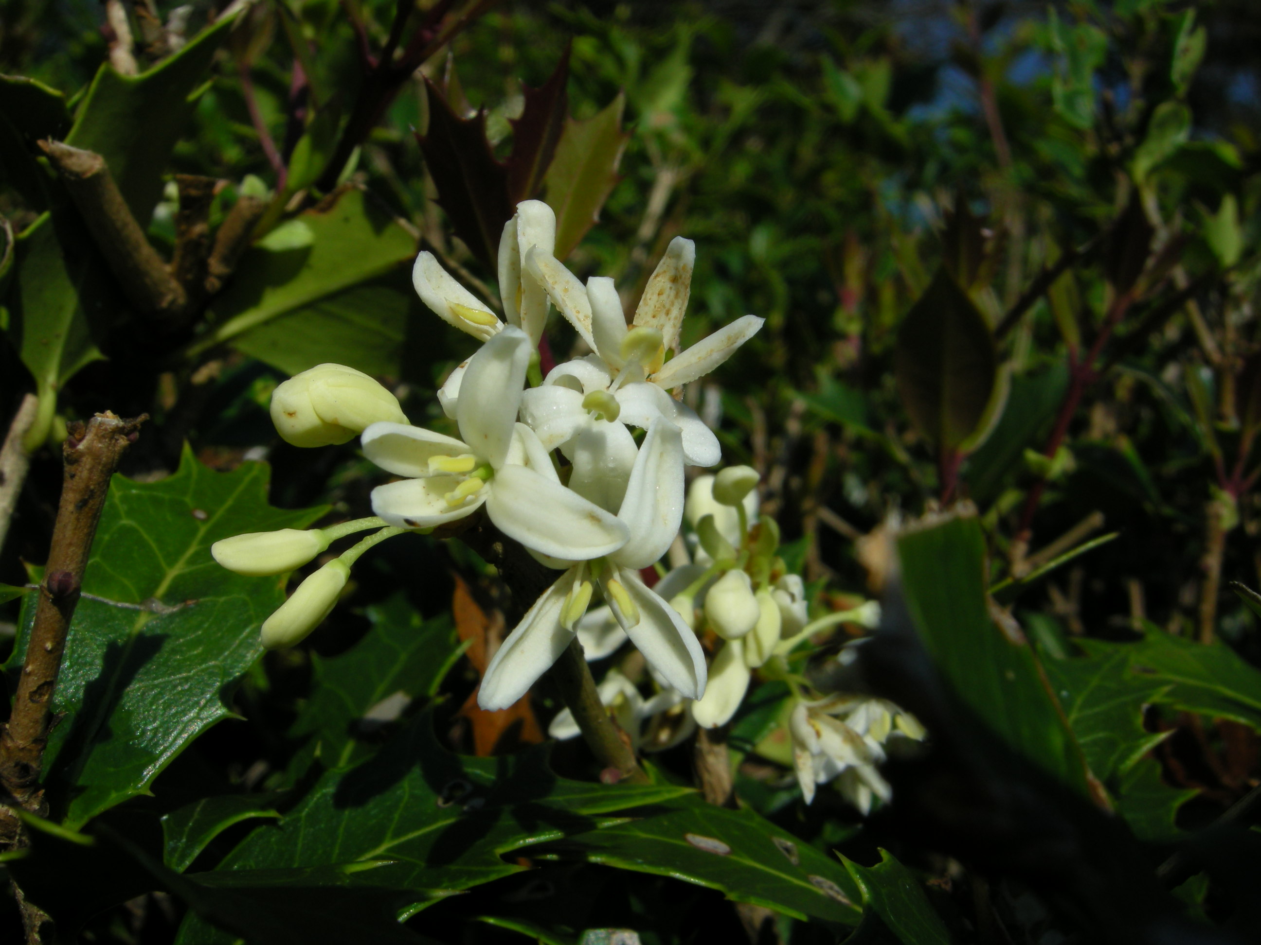 25．《ヒイラギ（柊）》 | ニッセイ緑の財団ニュース